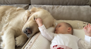 Illustration de l'article : &laquo; La meilleure s&oelig;ur du monde ! &raquo;, parfaitement immobile, cette patiente chienne Golden Retriever se laisse tendrement caresser par un b&eacute;b&eacute; fascin&eacute; (vid&eacute;o)