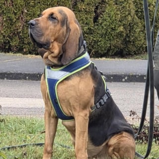 Illustration de l'article : Un chien pisteur de la gendarmerie sauve un adolescent diab&eacute;tique disparu en pleine nuit dans la for&ecirc;t