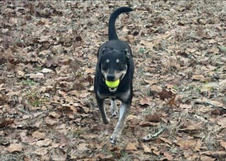 Illustration de l'article : Stress&eacute;e par la vie au refuge, cette chienne affiche son plus beau sourire pour attirer l&rsquo;attention des adoptants potentiels
