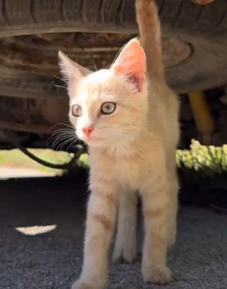 Illustration de l'article : Un chaton affam&eacute; est recueilli par un facteur qui en fait son &laquo; stagiaire &raquo;, lui apprenant les ficelles du m&eacute;tier (vid&eacute;o)