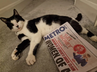 Illustration de l'article : Apr&egrave;s avoir &eacute;t&eacute; enlev&eacute; par une inconnue, le chat ador&eacute; d&rsquo;une station de m&eacute;tro est retrouv&eacute; sain et sauf au soulagement g&eacute;n&eacute;ral