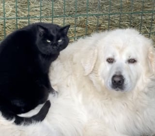 Illustration de l'article : &laquo; Ils sont ins&eacute;parables &raquo;, une petite chatte offre un massage bien m&eacute;rit&eacute; &agrave; son fr&egrave;re canin apr&egrave;s sa nuit de garde (vid&eacute;o)