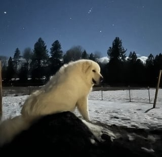 Illustration de l'article : &laquo; Ils sont ins&eacute;parables &raquo;, une petite chatte offre un massage bien m&eacute;rit&eacute; &agrave; son fr&egrave;re canin apr&egrave;s sa nuit de garde (vid&eacute;o)