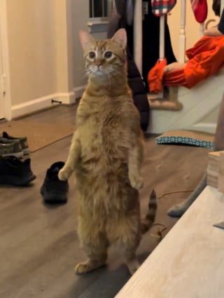 Illustration de l'article : &laquo; Mon chat se transforme &raquo;, les propri&eacute;taires d'un f&eacute;lin roux rient aux &eacute;clats en d&eacute;couvrant la nouvelle posture de suricate (vid&eacute;o) 