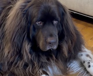 Illustration de l'article : &laquo; Son enfant est rest&eacute; &agrave; la maison, malade &raquo;, un gentil Terre-Neuve fait de son mieux pour r&eacute;conforter sa petite ma&icirc;tresse souffrante (vid&eacute;o)