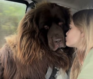 Illustration de l'article : &laquo; Son enfant est rest&eacute; &agrave; la maison, malade &raquo;, un gentil Terre-Neuve fait de son mieux pour r&eacute;conforter sa petite ma&icirc;tresse souffrante (vid&eacute;o)