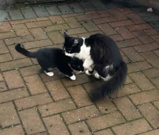 Illustration de l'article : Ayant tout donn&eacute; pour son chaton, une chatte Tuxedo &eacute;puis&eacute;e obtient l'aide dont elle a besoin en se rendant dans la cour d'une maison