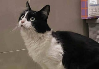 Illustration de l'article : Ayant tout donn&eacute; pour son chaton, une chatte Tuxedo &eacute;puis&eacute;e obtient l'aide dont elle a besoin en se rendant dans la cour d'une maison