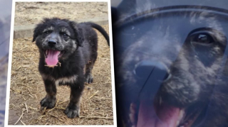 Illustration de l'article : &laquo; Il me comprend, car il &eacute;tait l&agrave;-bas aussi &raquo;, un soldat et un chien se retrouvent avec &eacute;motion apr&egrave;s avoir &eacute;t&eacute; s&eacute;par&eacute;s par des milliers de kilom&egrave;tres