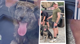 Illustration de l'article : &laquo; Il me comprend, car il &eacute;tait l&agrave;-bas aussi &raquo;, un soldat et un chien se retrouvent avec &eacute;motion apr&egrave;s avoir &eacute;t&eacute; s&eacute;par&eacute;s par des milliers de kilom&egrave;tres