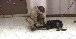 Illustration de l'article : &laquo; Il me comprend, car il &eacute;tait l&agrave;-bas aussi &raquo;, un soldat et un chien se retrouvent avec &eacute;motion apr&egrave;s avoir &eacute;t&eacute; s&eacute;par&eacute;s par des milliers de kilom&egrave;tres