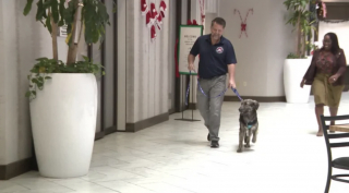 Illustration de l'article : &laquo; Il me comprend, car il &eacute;tait l&agrave;-bas aussi &raquo;, un soldat et un chien se retrouvent avec &eacute;motion apr&egrave;s avoir &eacute;t&eacute; s&eacute;par&eacute;s par des milliers de kilom&egrave;tres