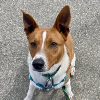 Illustration de l'article : Une famille en vacances croise un groupe de chiens de refuge lors d'une randonn&eacute;e et annule son vol de retour pour repartir avec l'un d'eux