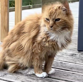 Illustration de l'article : &Agrave; l'&acirc;ge record de 26 ans, ce chat trop faible pour se laver survit gr&acirc;ce aux soins de son ami chien (vid&eacute;o)