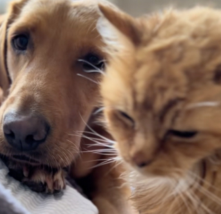 Illustration de l'article : &Agrave; l'&acirc;ge record de 26 ans, ce chat trop faible pour se laver survit gr&acirc;ce aux soins de son ami chien (vid&eacute;o)