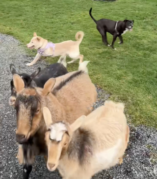 Illustration de l'article : &laquo; Rien ne peut la freiner &raquo;, amput&eacute;e d'une patte, cette chienne court avec les ch&egrave;vres et leur montre qui est le chef (vid&eacute;o)