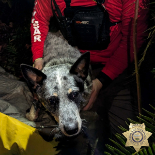 Illustration de l'article : Perdue dans les bois par une nuit glaciale, une octog&eacute;naire survit gr&acirc;ce au comportement exemplaire de son chien