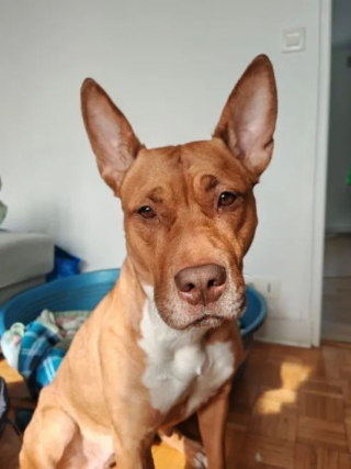 Illustration de l'article : Enferm&eacute;e dans un couloir sans nourriture, cette adorable chienne m&eacute;rite aujourd&rsquo;hui de d&eacute;couvrir la chaleur d&rsquo;une vraie famille