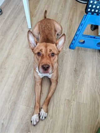 Illustration de l'article : Enferm&eacute;e dans un couloir sans nourriture, cette adorable chienne m&eacute;rite aujourd&rsquo;hui de d&eacute;couvrir la chaleur d&rsquo;une vraie famille