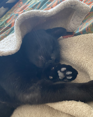 Illustration de l'article : Elle scrolle sur Facebook et tombe sur la photo de son chat disparu depuis 2 ans