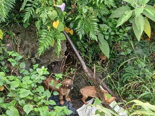 Illustration de l'article : &laquo; Jet&eacute;s par la fen&ecirc;tre d'une voiture &raquo;, des t&eacute;moins assistent &agrave; l'horreur et d&eacute;clenchent un sauvetage p&eacute;rilleux