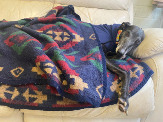 Illustration de l'article : Apr&egrave;s plus de 1000 jours d'attente au refuge, ce L&eacute;vrier trop longtemps ignor&eacute; go&ucirc;te enfin au bonheur