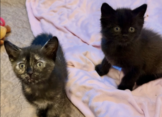 Illustration de l'article : C'&eacute;tait tout ou rien, une famille refuse de s&eacute;parer le trio et adopte la m&egrave;re ainsi que ses 2 chatons