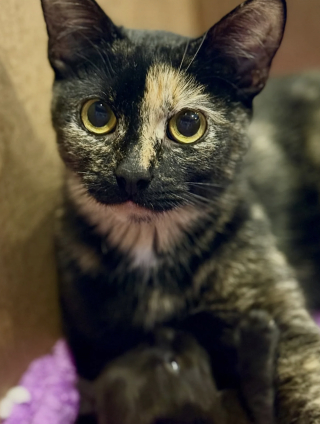 Illustration de l'article : C'&eacute;tait tout ou rien, une famille refuse de s&eacute;parer le trio et adopte la m&egrave;re ainsi que ses 2 chatons