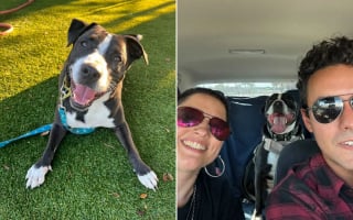 Illustration de l'article : En voyant un chien retourn&eacute; au refuge dans un &eacute;tat grave, les b&eacute;n&eacute;voles se mobilisent pour lui offrir la plus belle des r&eacute;habilitations (vid&eacute;o)