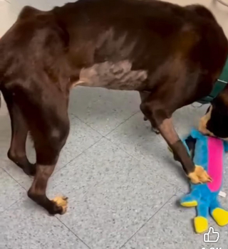 Illustration de l'article : En voyant un chien retourn&eacute; au refuge dans un &eacute;tat grave, les b&eacute;n&eacute;voles se mobilisent pour lui offrir la plus belle des r&eacute;habilitations (vid&eacute;o)