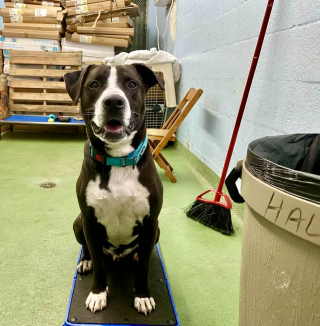 Illustration de l'article : En voyant un chien retourn&eacute; au refuge dans un &eacute;tat grave, les b&eacute;n&eacute;voles se mobilisent pour lui offrir la plus belle des r&eacute;habilitations (vid&eacute;o)