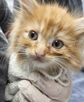 Illustration de l'article : Ces chatons de 5 semaines blottis l'un contre l'autre sous un porche r&ecirc;vaient d'obtenir de l'aide, un bon samaritain les voit et exauce leur voeu