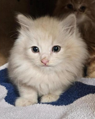 Illustration de l'article : Ces chatons de 5 semaines blottis l'un contre l'autre sous un porche r&ecirc;vaient d'obtenir de l'aide, un bon samaritain les voit et exauce leur voeu