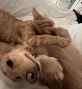 Illustration de l'article : Un chat roux adopte un Teckel comme figure maternelle et le p&eacute;trit dans une adorable d&eacute;monstration d&rsquo;affection (vid&eacute;o)