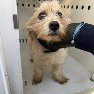 Illustration de l'article : &laquo; Ce petit bonhomme l'a vraiment touch&eacute; &raquo;, il sauve un chiot abandonn&eacute; dans une poubelle et ne peut l&rsquo;oublier (vid&eacute;o)