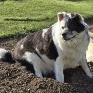 Illustration de l'article : &laquo; Il voulait se lever, mais il n&rsquo;y arrivait pas &raquo;, ce vieux chien concern&eacute; par l'ob&eacute;sit&eacute; morbide et exclusivement nourri aux p&acirc;tes retrouve une seconde jeunesse