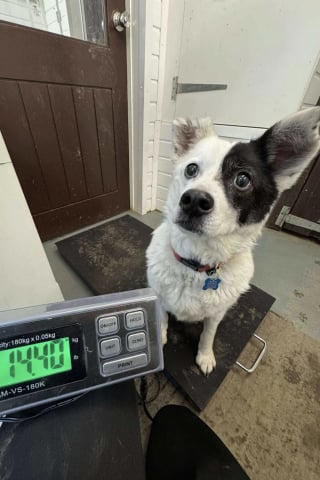 Illustration de l'article : &laquo; Il voulait se lever, mais il n&rsquo;y arrivait pas &raquo;, ce vieux chien concern&eacute; par l'ob&eacute;sit&eacute; morbide et exclusivement nourri aux p&acirc;tes retrouve une seconde jeunesse