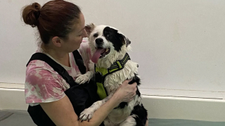 Illustration de l'article : &laquo; Il voulait se lever, mais il n&rsquo;y arrivait pas &raquo;, ce vieux chien concern&eacute; par l'ob&eacute;sit&eacute; morbide et exclusivement nourri aux p&acirc;tes retrouve une seconde jeunesse