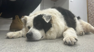 Illustration de l'article : &laquo; Il voulait se lever, mais il n&rsquo;y arrivait pas &raquo;, ce vieux chien concern&eacute; par l'ob&eacute;sit&eacute; morbide et exclusivement nourri aux p&acirc;tes retrouve une seconde jeunesse