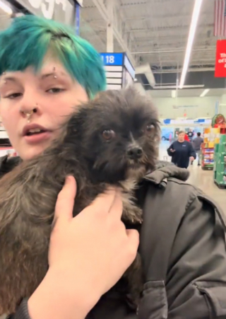 Illustration de l'article : &laquo; Elle la supplie de ne pas monter &raquo;, mais la chienne saute quand m&ecirc;me dans la voiture et refuse de partir (vid&eacute;o)