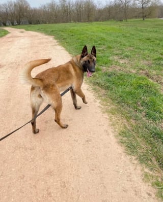 Illustration de l'article : « La chienne ne mérite pas de mourir », 45 000 personnes signent une pétition lancée par la CNDA pour sauver une Malinoise condamnée après une morsure