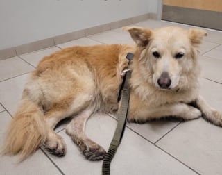 Illustration de l'article : En route vers sa nouvelle vie, cette chienne prend la fuite et parcourt 40 kilom&egrave;tres sur l'autoroute, elle est finalement sauv&eacute;e gr&acirc;ce &agrave; un drone dot&eacute; d'une cam&eacute;ra thermique