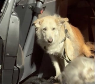 Illustration de l'article : En route vers sa nouvelle vie, cette chienne prend la fuite et parcourt 40 kilom&egrave;tres sur l'autoroute, elle est finalement sauv&eacute;e gr&acirc;ce &agrave; un drone dot&eacute; d'une cam&eacute;ra thermique