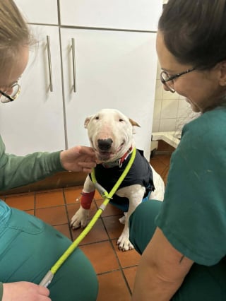 Illustration de l'article : &laquo; Il a retrouv&eacute; sa joie de vivre &raquo;, op&eacute;r&eacute; &agrave; temps, ce chiot survit &agrave; l'ingestion d'une lame de rasoir