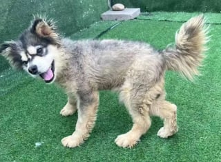 Illustration de l'article : Venue au secours de Beagles rescap&eacute;s d'un laboratoire, elle remarque un Malamute &agrave; la d&eacute;marche &eacute;trange et d&eacute;cide de lui donner une chance