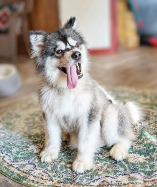 Illustration de l'article : Venue au secours de Beagles rescap&eacute;s d'un laboratoire, elle remarque un Malamute &agrave; la d&eacute;marche &eacute;trange et d&eacute;cide de lui donner une chance