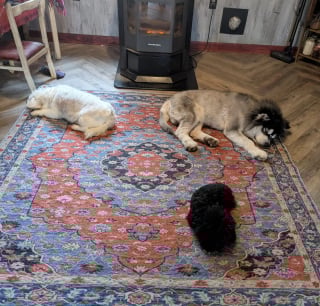 Illustration de l'article : Venue au secours de Beagles rescap&eacute;s d'un laboratoire, elle remarque un Malamute &agrave; la d&eacute;marche &eacute;trange et d&eacute;cide de lui donner une chance