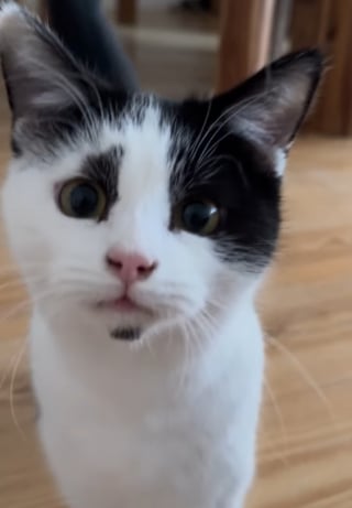 Illustration de l'article : Marqu&eacute;e par le regard triste de ce chat, elle lui rend visite au refuge et r&eacute;alise qu'ils sont faits l'un pour l'autre