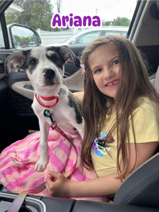 Illustration de l'article : Malade et hospitalis&eacute;e, une courageuse fillette se lance le d&eacute;fi de sauver 10 chiens avant son septi&egrave;me anniversaire (vid&eacute;o)