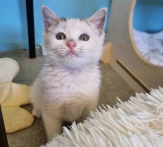 Illustration de l'article : Sauv&eacute;e d'un climatiseur &agrave; l'&acirc;ge de 8 semaines, cette chatte a attendu la famille de ses r&ecirc;ves pendant 3 ans